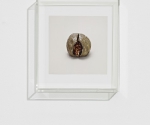Тарин Саймон. Кислица (запрещено). 2010 © Taryn Simon. Courtesy Gagosian Gallery