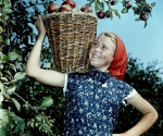 Николай Драчинский. Сборщица яблок. 1957