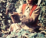Николай Хорунжий. Урожай винограда. 1947
